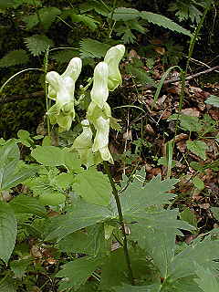 Gelber Eisenhut (Aconitum vulpria)